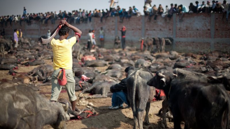 Macello di massa degli animali dedicato alla dea Hindu del potere, Gadhimai. Immagine Koji. Copyright Demotix (23/11/2009)