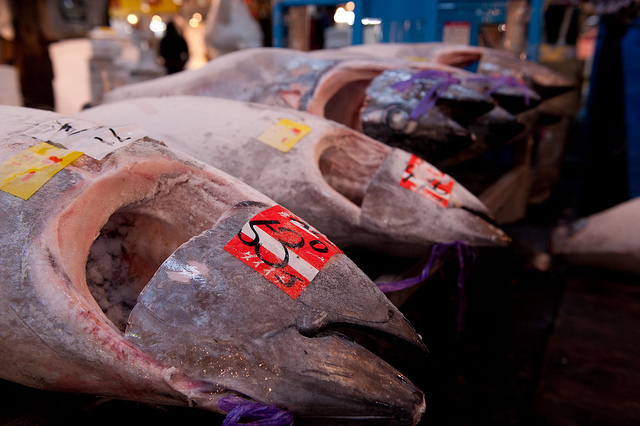 japan bluefin tuna consumption