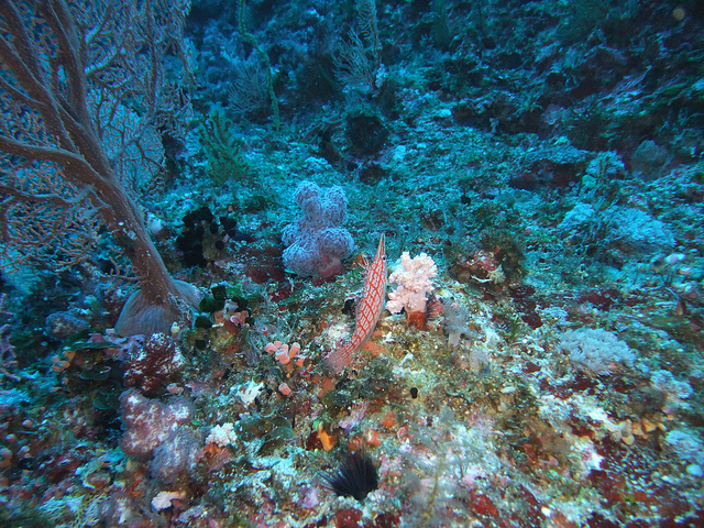 ogasawara coral poaching