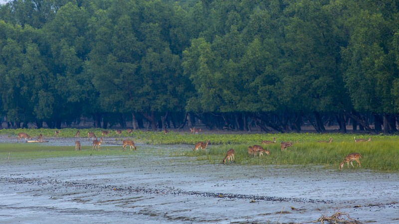 Un grup de cérvols cerquen menjar al bosc de Kokilmoni als Sundarbans, regió declarada Patrimoni de la Humanitat per la UNESCO. Bagerhat, Bangla Desh. Imatge de Muhammad Mostafigur Rahman. Drets d’autor de Demotix (5/11/2014) 
