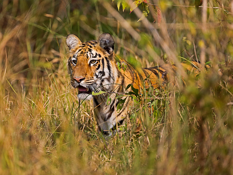 Analyzing 25,000 individual observations, wildlife managers in India find clues to help stop tiger poachers in their tracks. Photo by The Belurs (Flickr | Creative Commons)