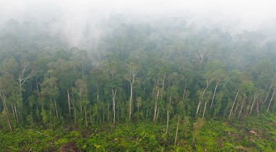 Les feux liés à la déforestation pour les plantations de palme dans la province indonésienne de Riau relâchent d'importantes quantités de carbone dans l'atmosphère et répandent une brume dangereuse pour la santé sur le paysage. Photo d'Aulia Erlangga pour le Center for International Forestry Research.
