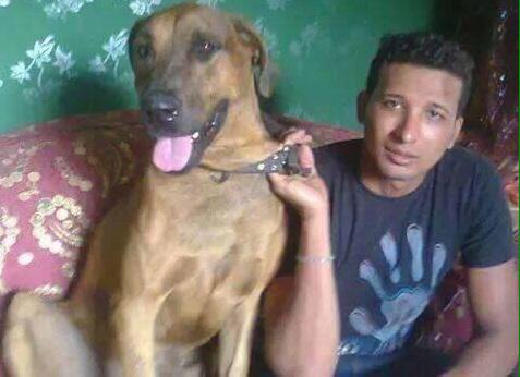 This dog was "slaughtered" in a public beheading in Egypt. On Twitter, @ahmedadel755 remarks: "This is the faithful dog and this is his treacherous dirty owner."  