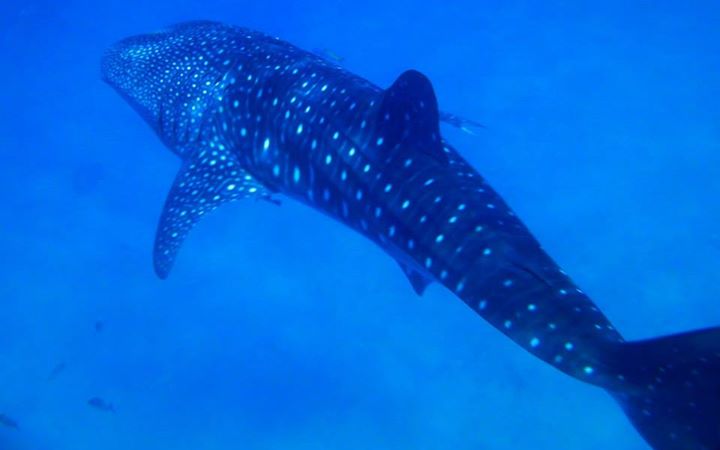 Whale shark (Butanding in Filipino). Photo from Facebook page of Roselle Pineda
