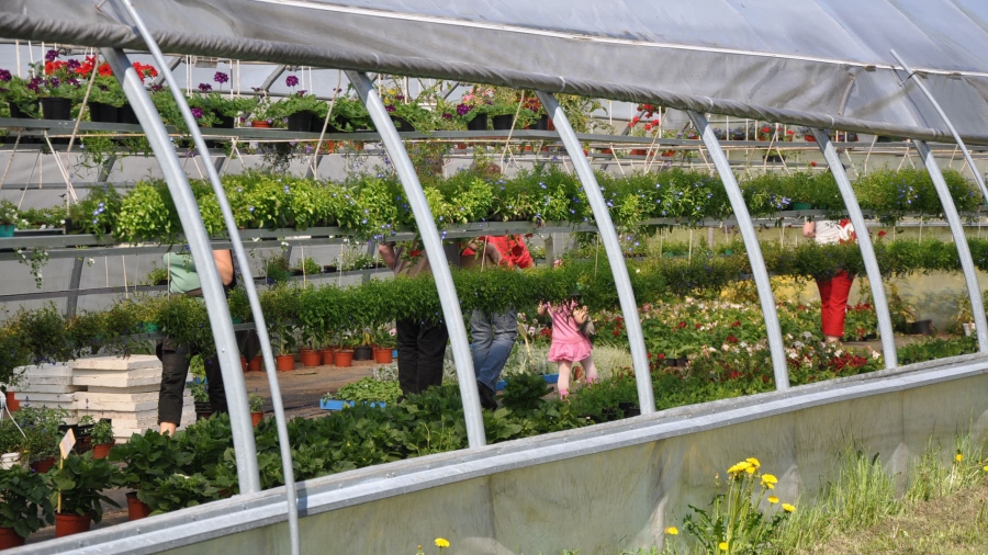 Each spring, hundreds of people come to the Kerava open prison to picnic, pat the animals and buy plants cultivated by inmates.  Credit: Courtesy of Criminal Sanctions Agency, Finland