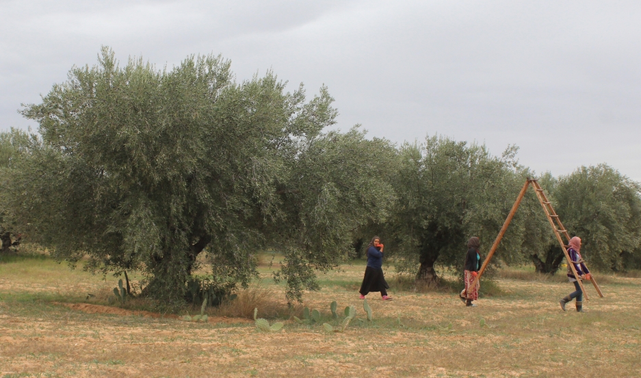 Workers harvest olives in one of Slama Huiles' groves last fall. Credit: Marine Olivesi. Published with PRI's permission