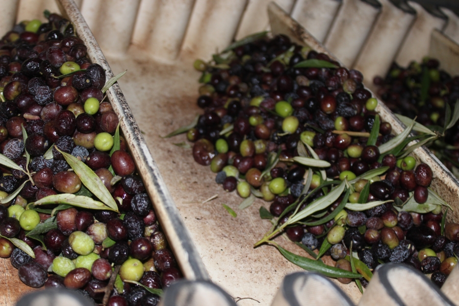 Olives are sent to the oil mill and processed within 24 hours of their harvest. This year marked a record-high for Tunisia, with a 280,000 ton output. Credit: Marine Olivesi. Published with PRI's permission