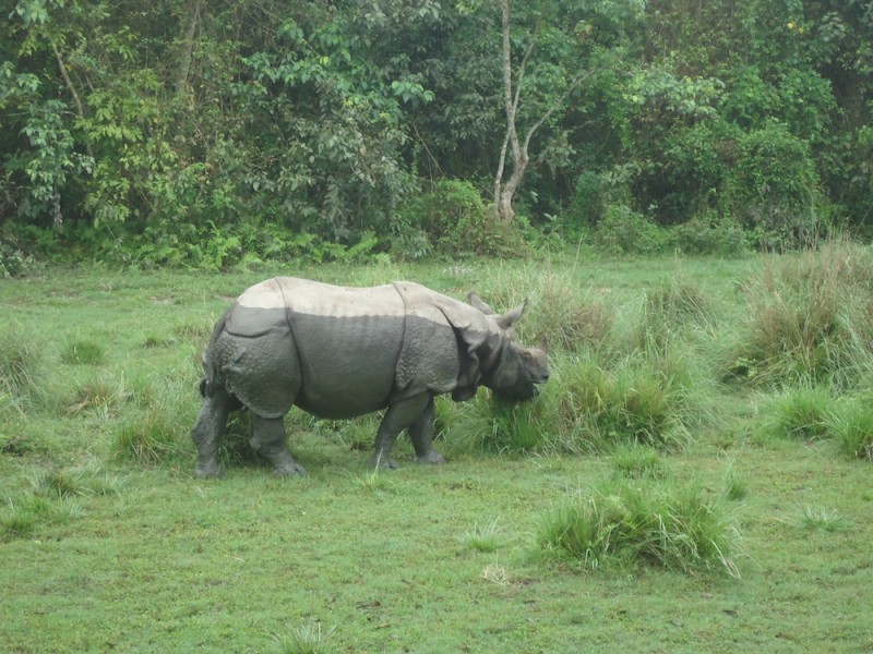 Nepal's Chitwan National Park is home to the second largest population of one-horned rhinoceros. Image by Sanjib Chaudhury