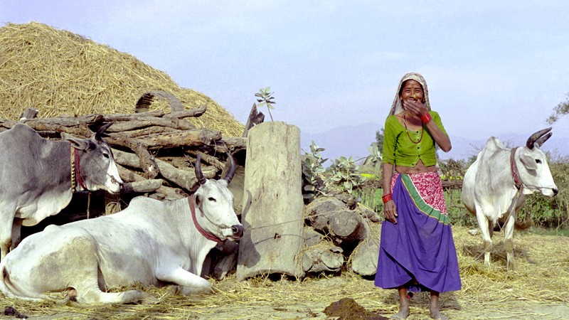 Mujer tharu rodeada de sus vacas en un pueblo cerca de Dhangadhi. Imagen del usuario Inhabitat en Flickr. Con licencia BY-NC-ND 2.0