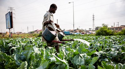 Urban farming is common in Ghana and other sub-Saharan countries. Photo by Nana Kofi Acquah/IMWI. Used with permission.