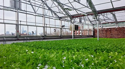 New York City–based Gotham Greens produces more than 300 tons per year of herbs and greens in two hydroponic facilities. Photo by TIA (Flickr/Creative Commons)