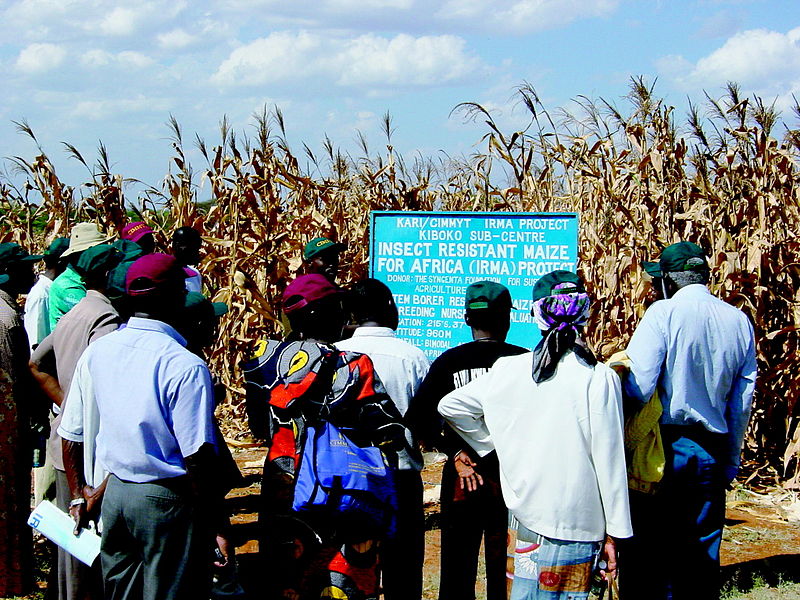Kenyan farmers Kenyans examining Genetically Modified insect-resistant corn.  Image by Dave Hoisington/CIMMYT and released under Creative Commons. 