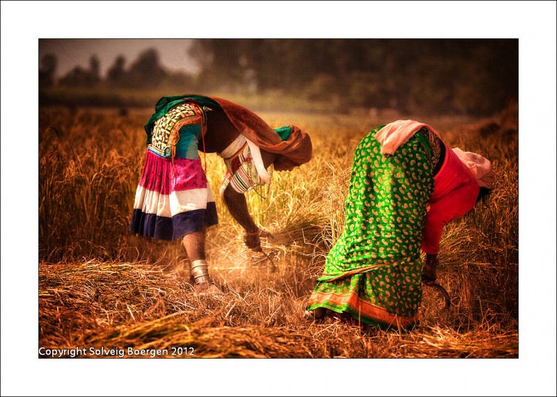 When her friend joins her, it seems like a competition between the traditional dress she is wearing and the modern dress her mate is adorning. Both the colours burn bright in the yellow field. 