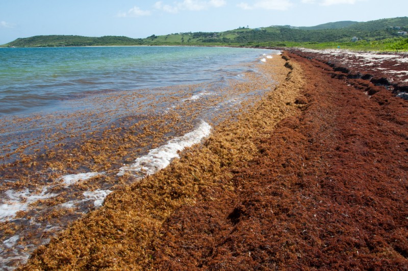 Sargassum lines a Caribbean beach in 2011. photo by Mark Yokoyama; used under a CC BY-NC-ND 2.0 license.